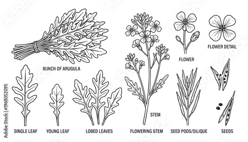 Arugula plant vector illustration showing bunch of greens single leaves flowering stem and silique