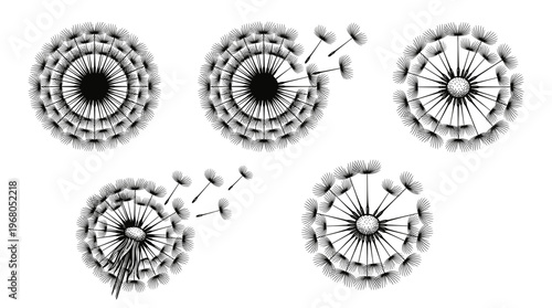A sequence of five black and white illustrations depicting the stages of a dandelion seed head dispersing its seeds in the wind.