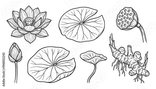Lotus flower illustration vector botanical drawing nature plant water lily bud leaf