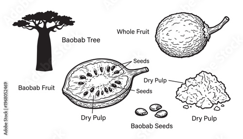Baobab tree vector illustration including fruit anatomy dry pulp powder and seeds in sketch style