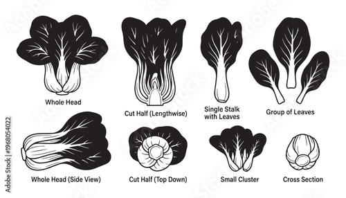 Bok choy vegetable set vector illustration including whole head and sliced cross section with leaves