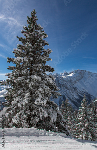 Snow covered pine trees in winter, European Alps at Brandnertal, Austria