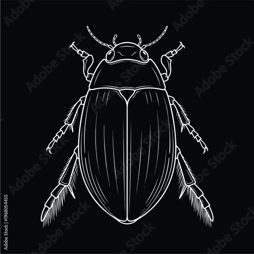 Detailed illustration of a beetle.