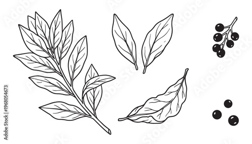 Fragrant bay leaf branch and dried laurel spice elements with black berries in vector illustration