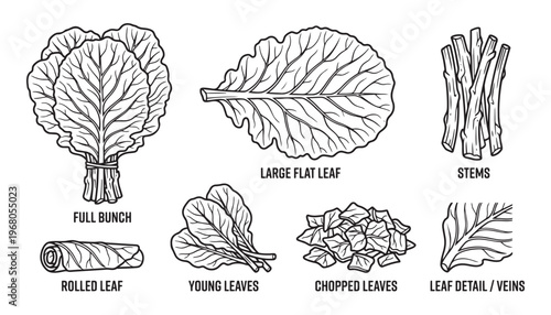 Collard greens bunch leaves stems rolled young chopped vector illustration