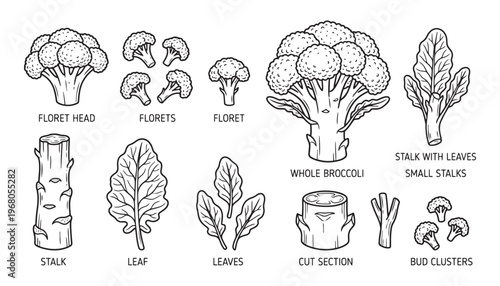 Broccoli vector illustration set with florets, whole heads, stalks, and leaves outline drawing