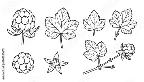 Cloudberry plant leaves flower and fruit isolated vector illustration set