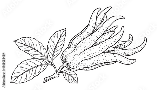 Buddha hand fruit vector illustration isolated on white background line art