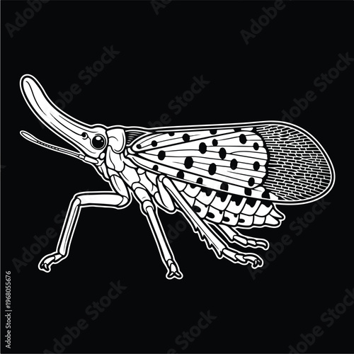 Insect illustration of a bug.