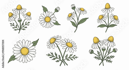 Six delicate hand-drawn illustrations of chamomile flowers and buds