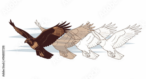 Sequence of a brown hawk in flight, with fainter outlines behind