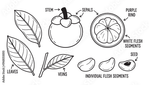 Mangosteen fruit parts stem sepals purple rind white flesh segments seed vector