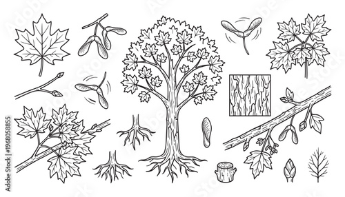 Maple tree leaves seeds branches roots bark stump vector illustration