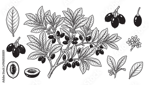 Olive tree branch fruits leaves flowers seed vector illustration