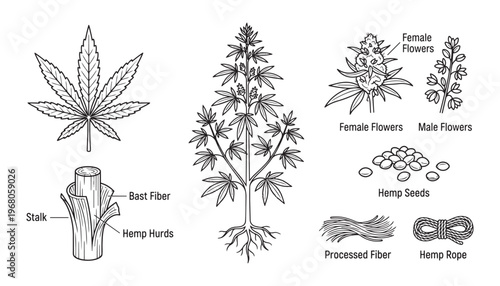 Hemp plant vector illustration showing leaves stalk flowers seeds and processed fibers