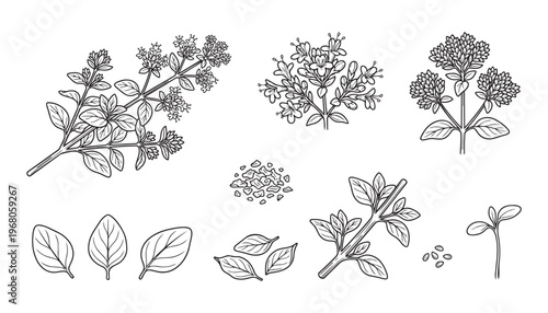 Vector illustration of oregano plant branches, leaves, seeds, and spice