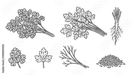Vector illustration of fresh parsley bunch, leaves, roots, and dried seeds