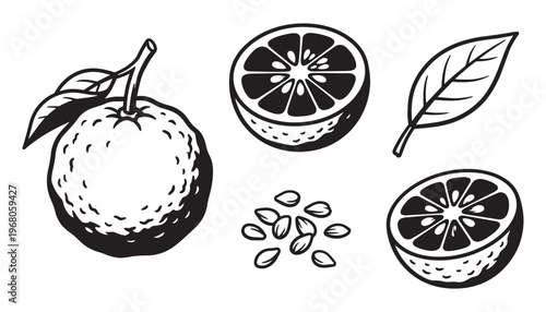 Vector illustration of orange fruit, halves, seeds, and leaf