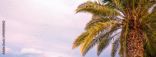 Tropical palm tree against the sunset sky. Tropical landscape