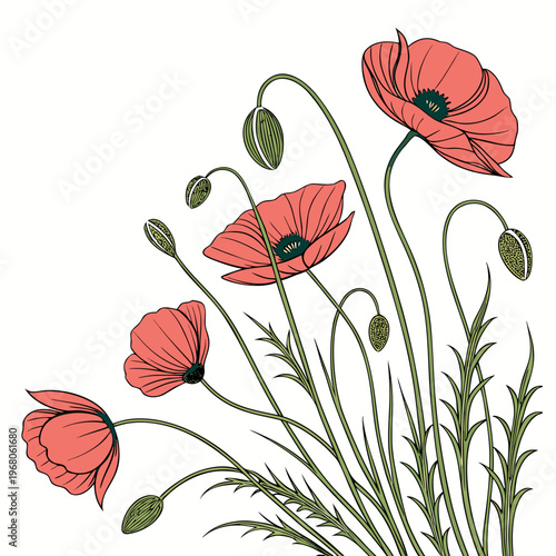 A delicate illustration showcases vibrant red poppy flowers with slender green stems and unopened seed pods creating a botanical display
