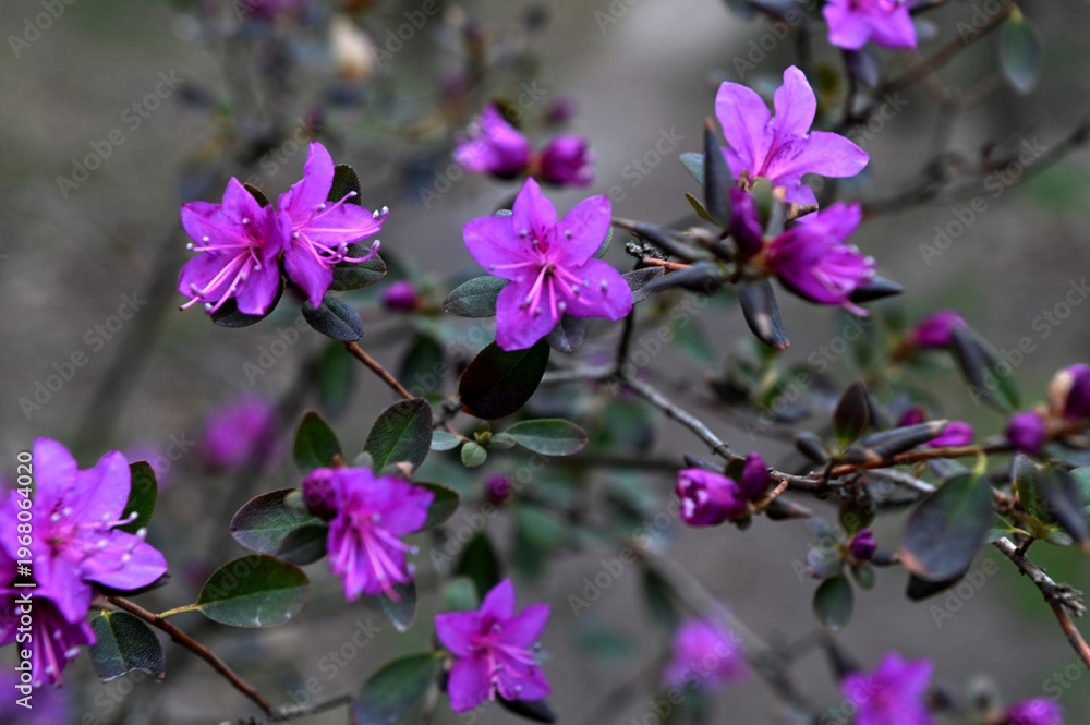 Obraz premium Closeup shot of Rhododendron dauricum flowers