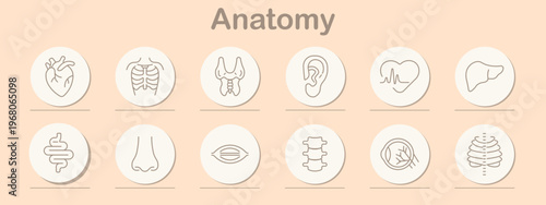 Anatomy set icon. Line symbols depict human heart, rib cage, thyroid gland, ear organ, heartbeat line, liver organ, intestine tract, nose shape, lips form, spine bones, eye detail