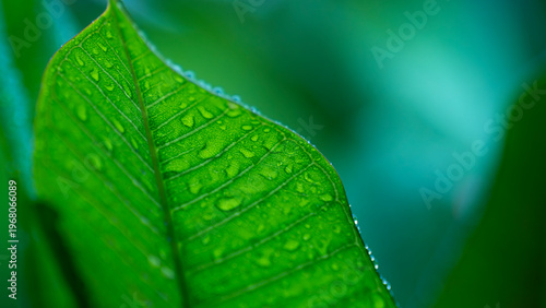 Wet frangipani leaf full of rain drops.