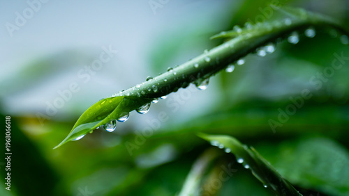Drops of dew on a young folded leaf.