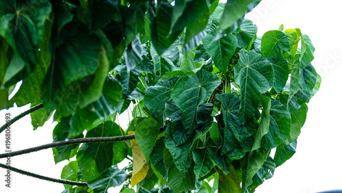 A tropical tree with big green leafy foliage during a rain storm.