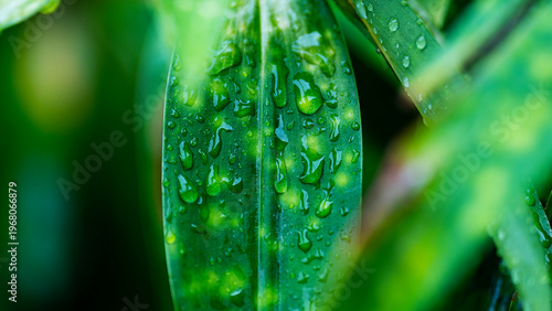 Drops of dew on a green leaf.