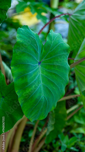 A young taro leaf in the tropical vegetable garden.