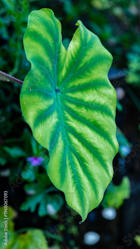 Vibrant patterns on the leaf of a tropical taro plant.