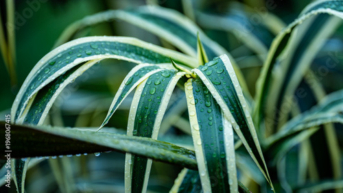 Colorful plant with raindrops on its long leaves. 