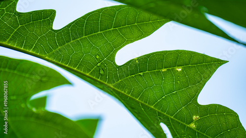 Clear vein patterns on the underside of a young pawpaw leaf.