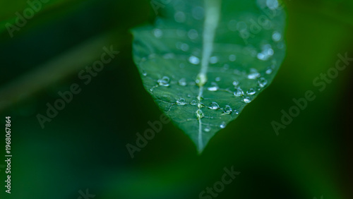 Morning dew on leaf.