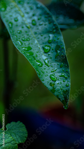 Water drops on a tropical mango leaf.