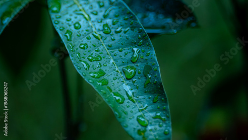 Water drops on a dark green leaf.