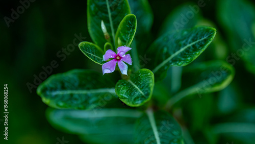 A wet purple flower after the rain.