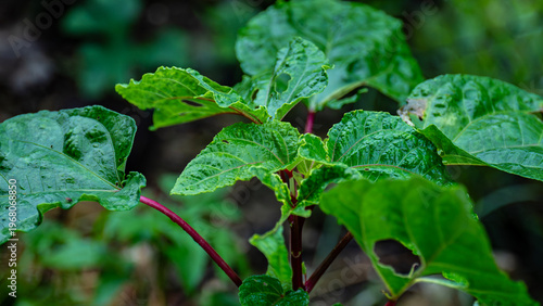 Wet vegetable plant and leaves in the garden.