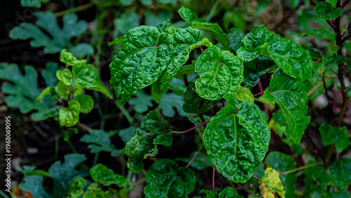 Wet green tropical cabbage plant and leaves.
