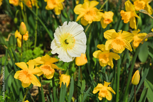 Pavot d'Islande (papaver nudicaule) blanc dans un massif de narcisse jaune, effet vintage