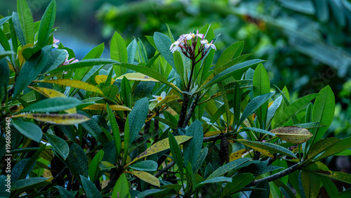 Frangipani tree and flowers after a light rain shower.