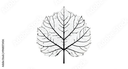 Detailed illustration of a single leaf vein structure on a white background.