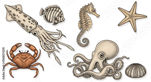 Collection of marine life illustrations including squid, octopus, seahorse, crab, starfish, and sea urchin