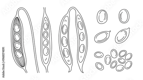 Detailed line art showing open and closed pea pods alongside individual peas and beans.