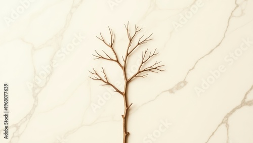 A lone leafless branch against a soft neutral background