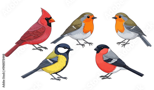 Colorful wild bird illustration set with cardinal robin great tit and bullfinch on white background