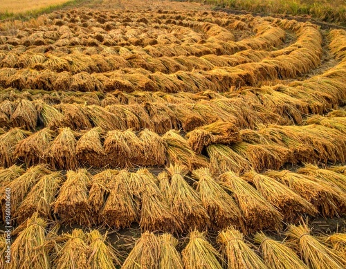 Harvested rice stalks drying in concentric circles
