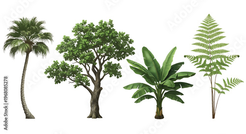 Tropical Trees Isolated on White Background