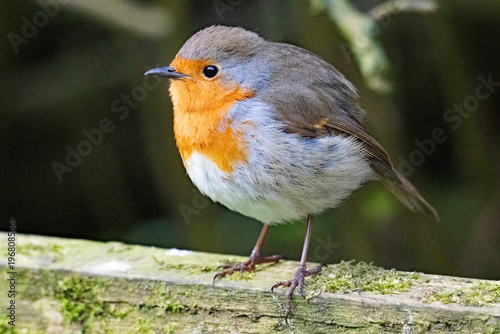 Robin red breast, in Deepdale, Barnard Castle.